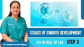 Step 3 of IVF: Stages of embryo development