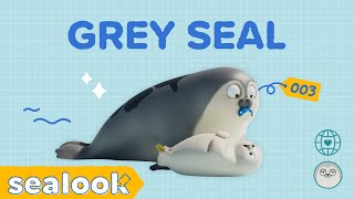 All of Baby Seal and Gray Seal #031#003 | SEALy Family! | SEALOOK Compilation
