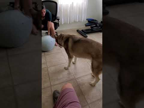 Rocko doesn't like the ball