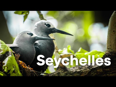 Nature of the Seychelles Islands