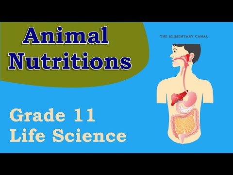 Animal nutrition| Life Sciences grade 11 parts and their functions