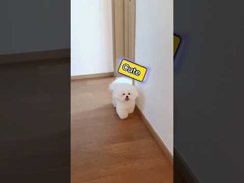 Puppies playing, 😂😂 #short, #shorts, #ytshorts, #viral #puppy, #puppies