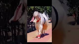 #bakra eid Mubarak status #bakraeid2025 #bakra Eid   Mubarak video #bakraeidshorts#islamicstatus