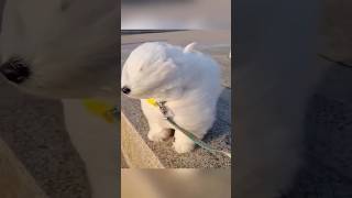 Dog life.. #funny #prank #comedy #dog #doglife