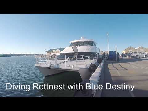 Diving Rottnest Island with Blue Destiny