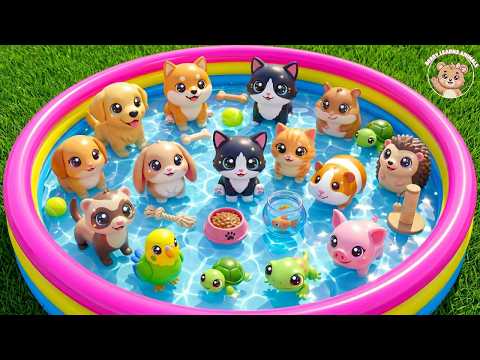 Pets For Toddlers: Puppy, Kitten & Hamster Adventure | Educational Video for Kids