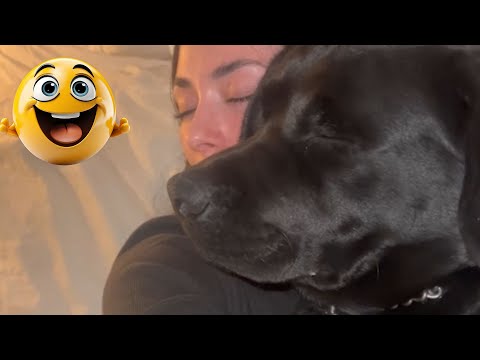 I dare you not to LAUGH at these FUNNY DOGS 😁🐶 - Best Funny Animals Videos 2024 part14