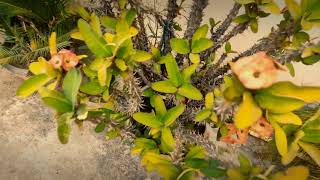 #nature #ayunav #vlogs                          Trying cinematics|| Ayunav vlogs