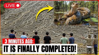 Florida’s Wild Python Eradication Footage Reveals the Aftermath Nobody Expected - Invasive Species