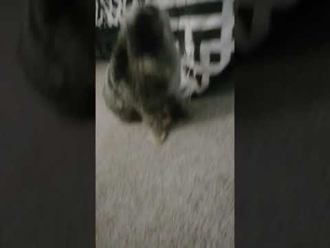 Bunny plays with owner's glasses