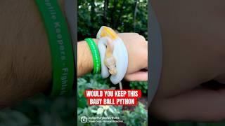 Would you KEEP this baby Ball Python😍