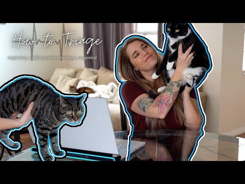 Vet Med: How to Triage for the Vet Tech