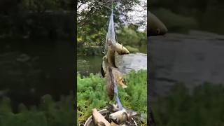 How to Use a Fishing Net #fishing #fishingnet #cast #carp #fishing