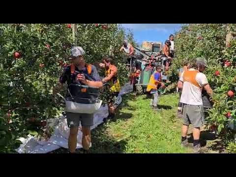 Harvestwear Picking Bags and Apple Picking Platforms