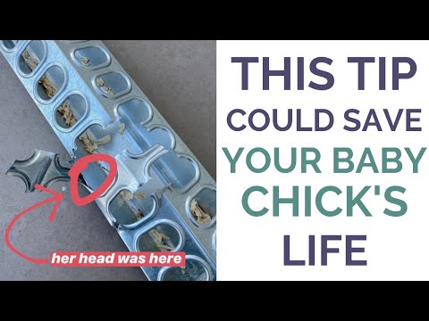 Knowing THIS could save your baby chick's life...
