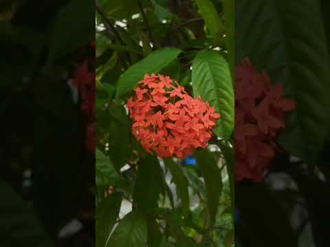Phule phule dhole dhole #রঙ্গন #song#flowers #Jungle Flame # #viral #fypシ  #subscribe #trending