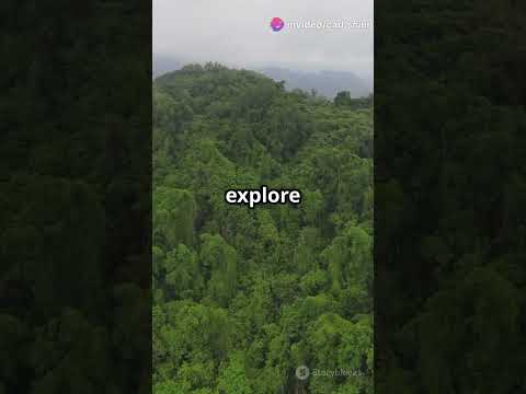 Tracking Forest Changes with Sentinel #researcher #sciencefather