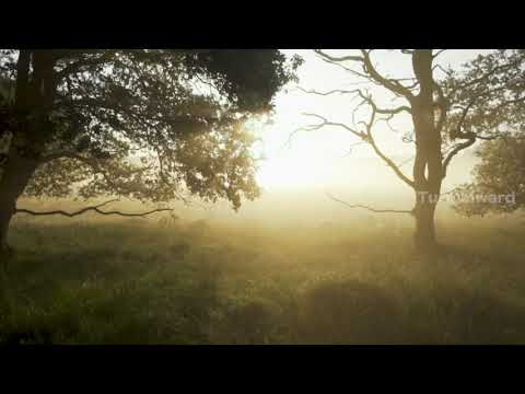 Relaxing Flute Music for Meditation , Sleep & Stress Relief | Forest Flute | Turn Inward