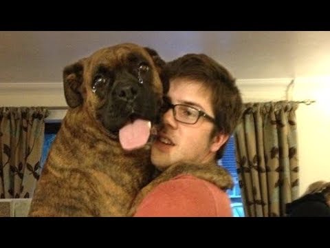 Dog Meeting Their Owner After Long Time Compilation NEW