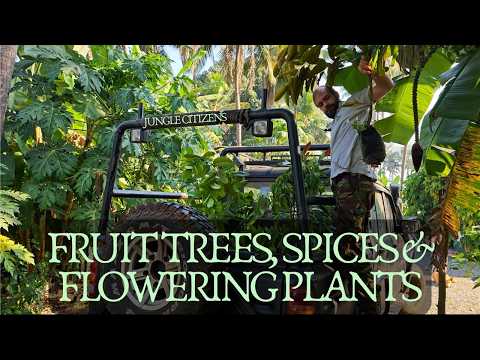 TROPICAL FRUIT & FLOWERING TREES for an exotic backyard food forest garden - UNPACKING & FACTS