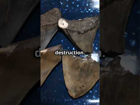 The Megalodon  The Monster Shark of Preh