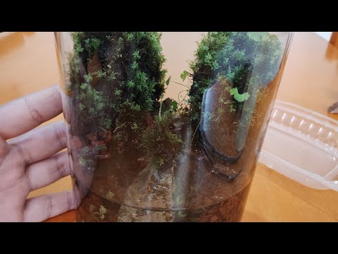 Mini Paludarium in a Glass Container- Planting Moss