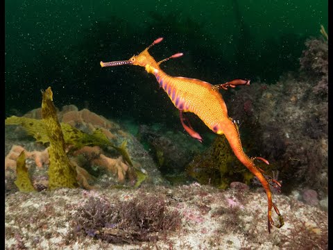 OFFS Talk: Sam Allan on Weedy Seadragons