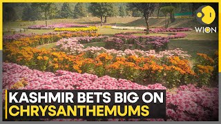 J&k: Srinagar’s New Chrysanthemum Garden Blooms After Tulip Success | WION