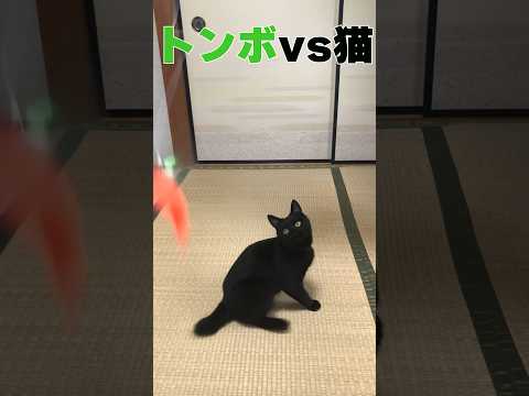 【保護猫日記】今日のごまちゃん〜推しのおもちゃ〜 #ねこ #猫 #保護猫