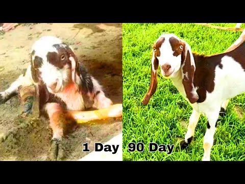 goat has given birth to and growth 1 to 90 day || goat baby Growth day by day