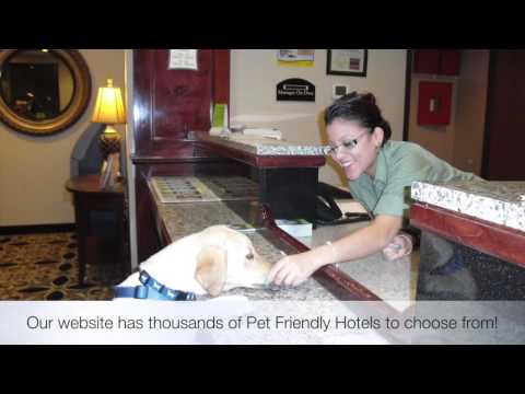 Pet Friendly Hotels Hilton Head Island, South Carolina