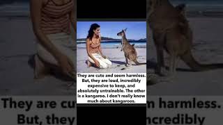 #FunnyShorts #ComedyShorts #KangarooJokes #AnimalHumor #Hilariouscontent #RelatableHumor