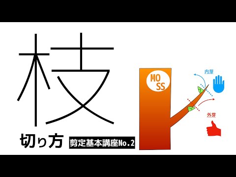 【剪定基本講座No.2】枝の剪定方法【庭木の剪定】