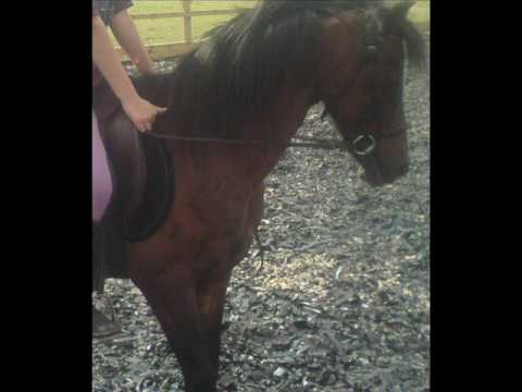 horses