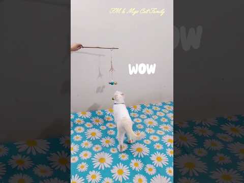 Minu and Thami are thrilled to see the wind bell 🤩😍🔔 #shorts #catlover #pets