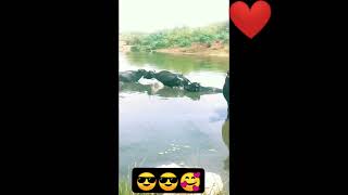 😎😎🥰❤🙏🏻   // #buffalo #bhesh #river #calf #buffalofight #buffalophoto