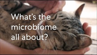 What is the microbiome in pets?
