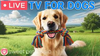 🔴24 Hours of Dog TV🎵🐶Calming Music for Dog Sleep🐾🩷Soothing Music for Relieving Dog Stress & Anxiety