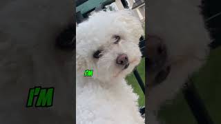 Virtual hugs everyone #Shorts#dog#youtubeshorts#