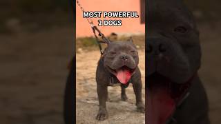 MOST POWERFUL 2 DOGS #dog #shorts #pitbullfacts #pitbull #amazingfacts #facts #fact #knowledge