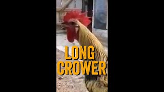 Rooster Passes Out After an Extended Crow - Rooster Get's WASTED