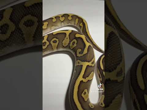 Lesser Leopard Het Clown fresh shed! 😍