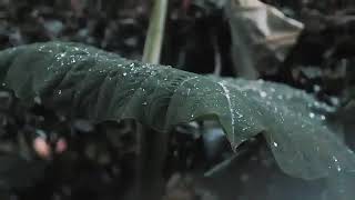 Bristy veja prokritir chondo | Rain Vibes Only | Feel The Drops
