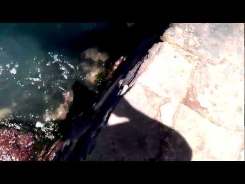 Makapu'u - 8/2/12 (Day 1)