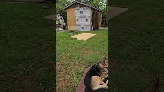 Episode 21. Summer mornings. #familytime #summerwork #diyconstruction #renovation