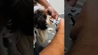 dog nail cutting 🐕 #artist #dog_features #exploremore #trending #dogsofficialdog #art  ✂️