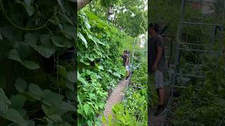 The result is insane! We went from bare backyard garden to full on mountain jungle