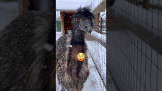 Can Emus Survive In Snow?! 🤔❄️#emu #snow