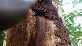 5.1 Lesson 11 Termites Eating Wood