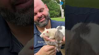 "Not So Spooky" Rats with Miami-Dade Parks Eco Adventures